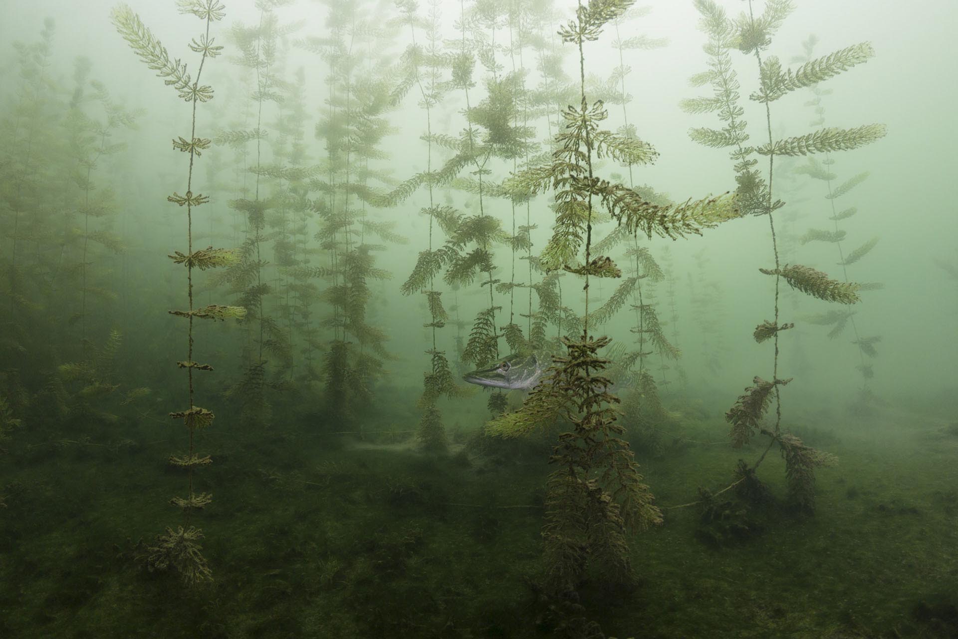 fotografía ganadora de la categoría Submarina del Fotógrafo de Naturaleza del año, “En el escondite” foto de Miloš Prelević, Serbia.