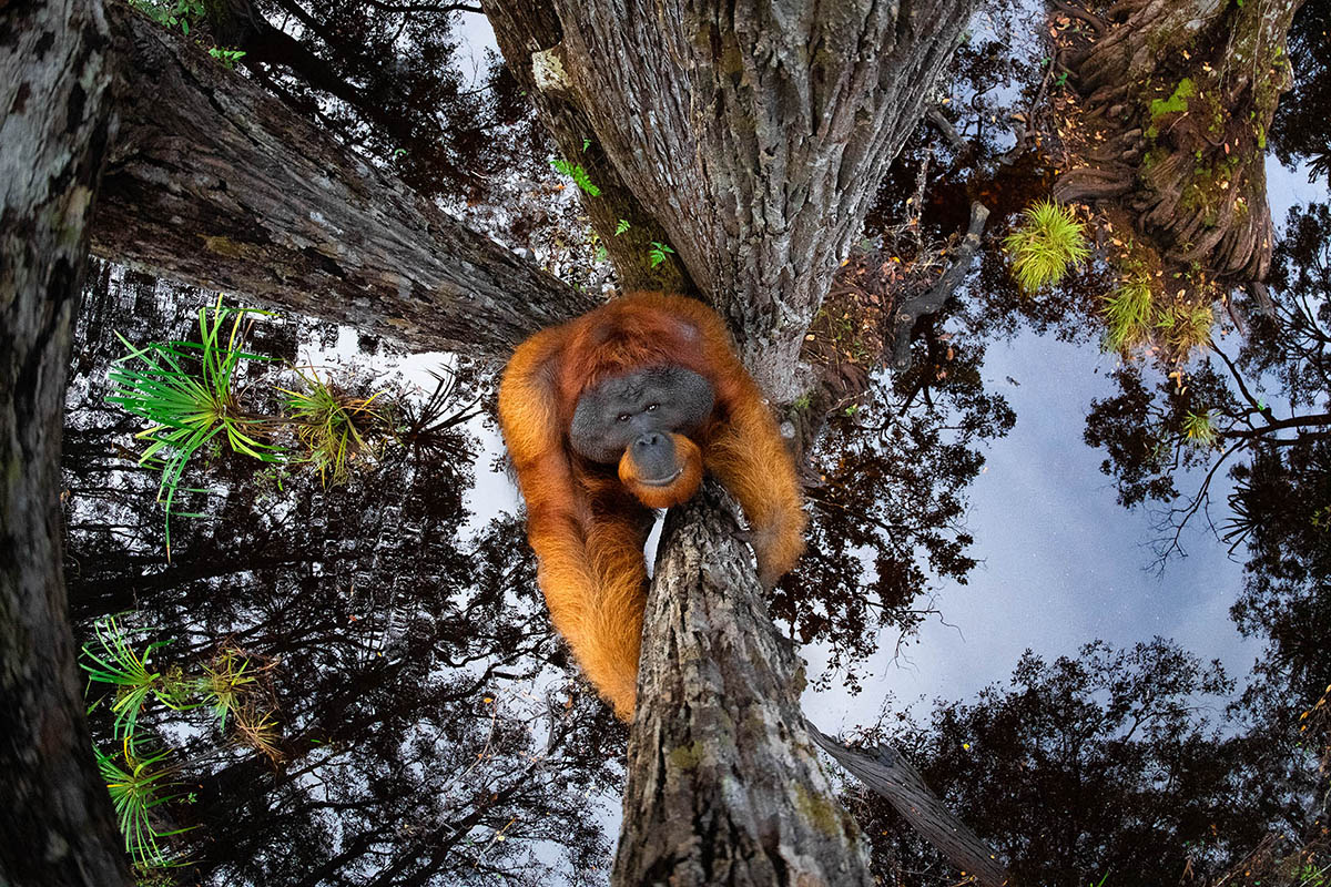 C2 Mammals Highly commended Thomas Vijayan - Nature Photographer of the