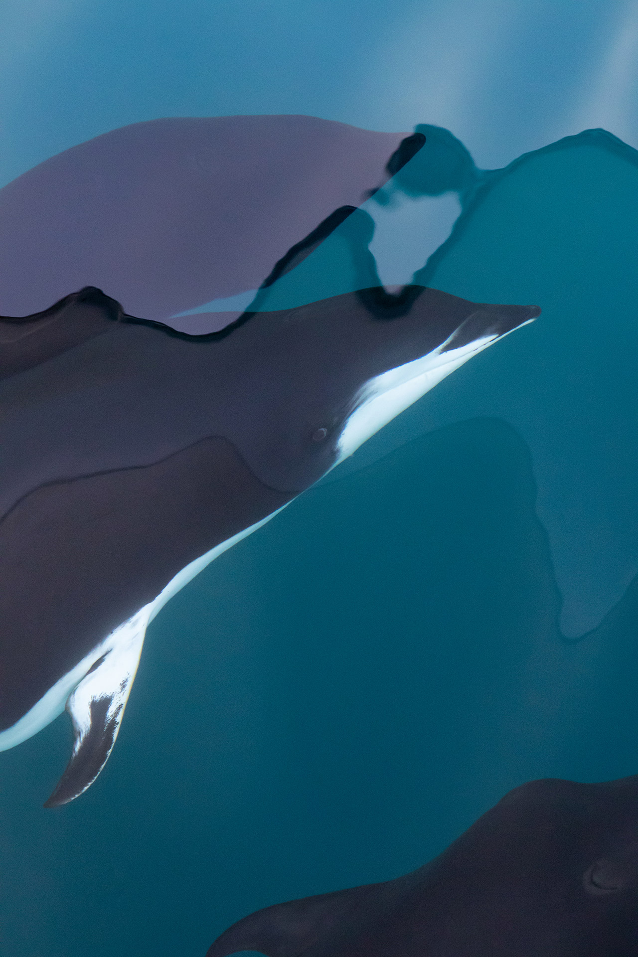 155311_Dolphin Design-Jodi_Frediani Nature_Photographer_of_the_Year_Contest-Logo