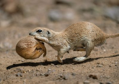 https://naturephotographeroftheyear.com/wp-content/uploads/2021/11/791-Emotional-Range-Lea_Lee_Inoue-166598-400x284.jpg