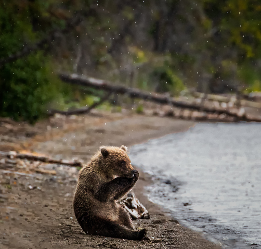 NPOTY Interview Pam Dorner Nature Talks