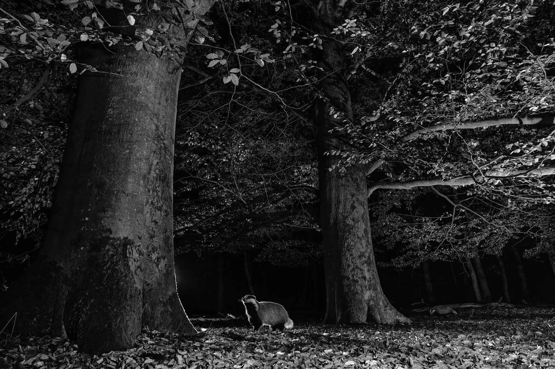 Badger-in-the-night- Ernst-Dirksen-high-commended-black-and-white-NPOTY Nature_Photographer_of_the_Year_Contest-Logo