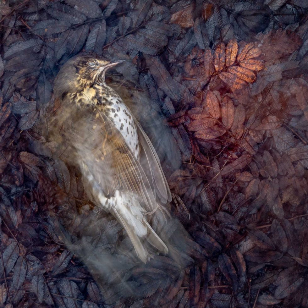 C1 - HC3 Dag Røtytereng Dead Song Thrush - Nature Photographer of the Year