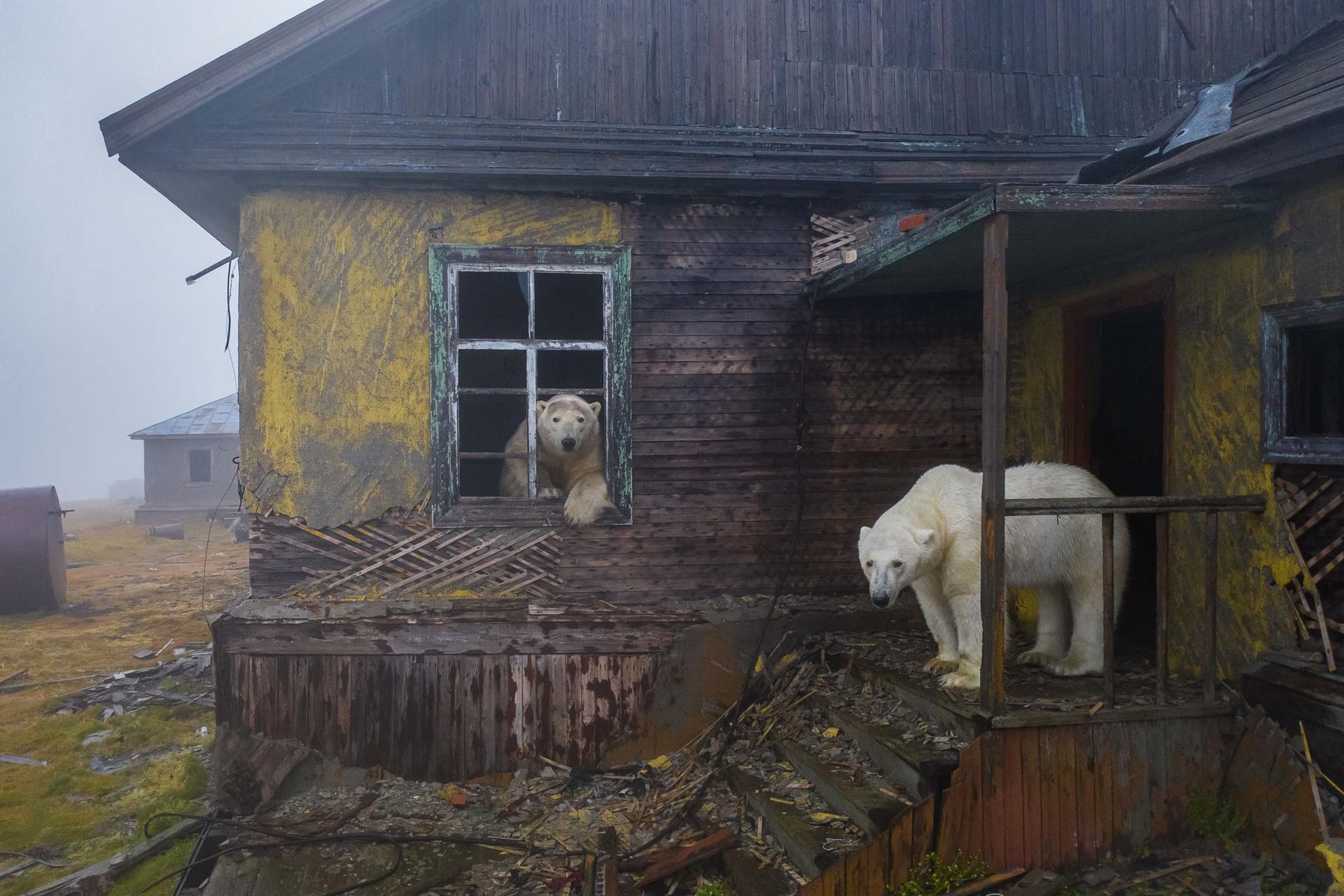 House-of-icebears-category-WINNER-human-and-nature-NPOTY Nature_Photographer_of_the_Year_Contest-Logo