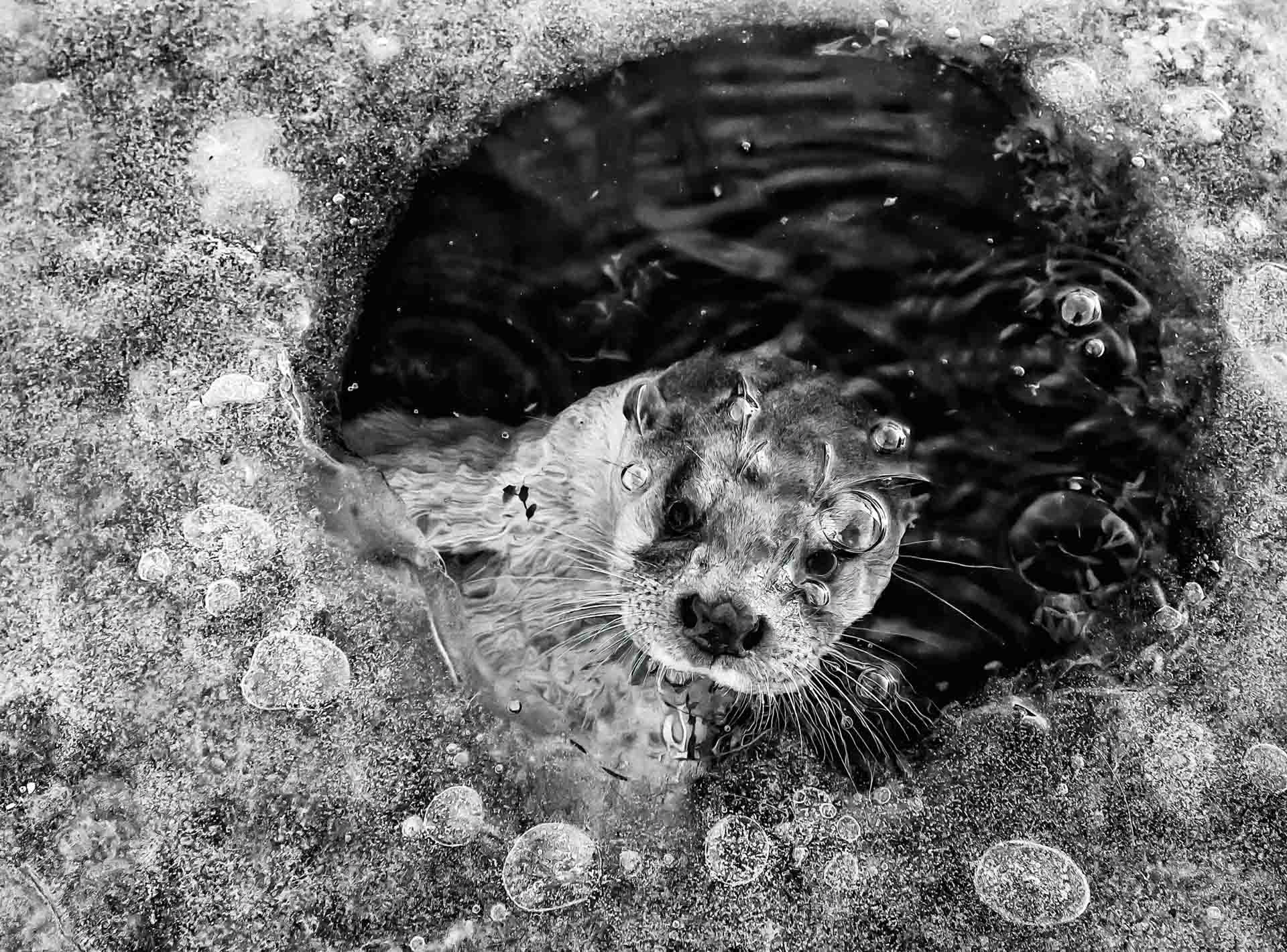Otter-in-icehole-Ernst-Dirksen-category-WINNER-black-and-white-NPOTY Nature_Photographer_of_the_Year_Contest-Logo