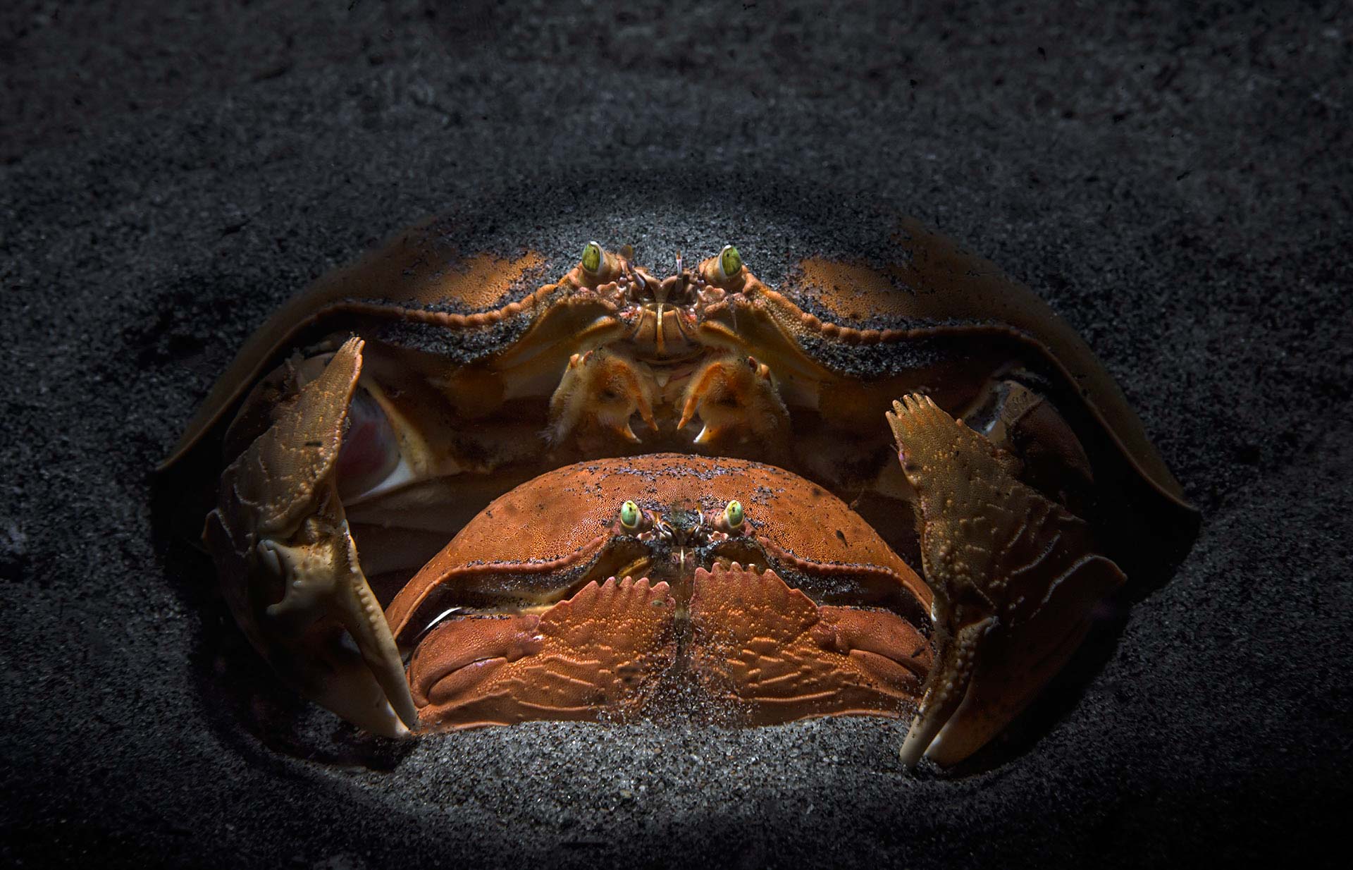 crabs-Andrey-Savin-high-commended-animal-portrait-NPOTY Nature_Photographer_of_the_Year_Contest-Logo
