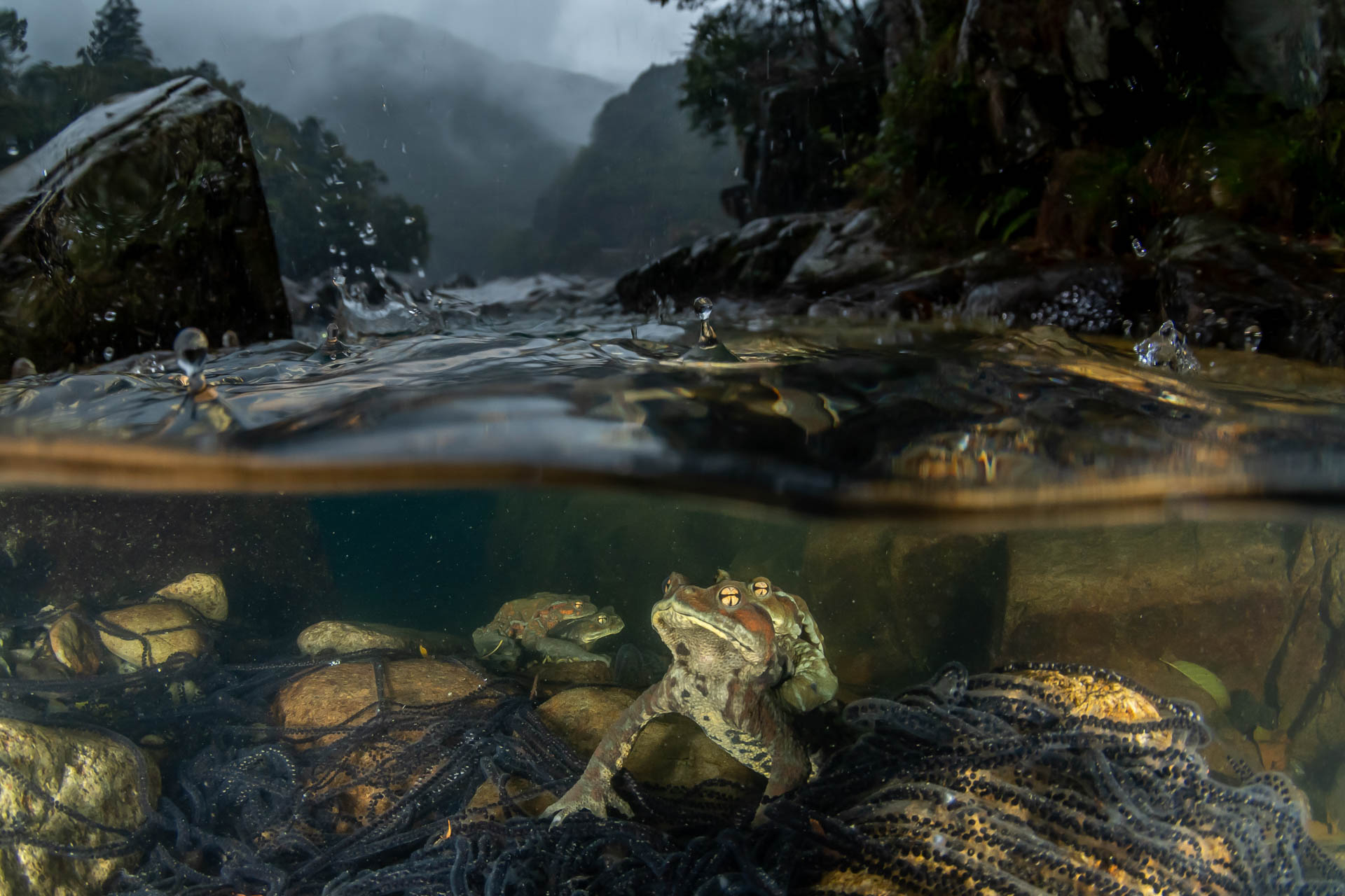 frogs-underwater-kazushige horiguchi-category-WINNER-underwater-NPOTY Nature_Photographer_of_the_Year_Contest-Logo