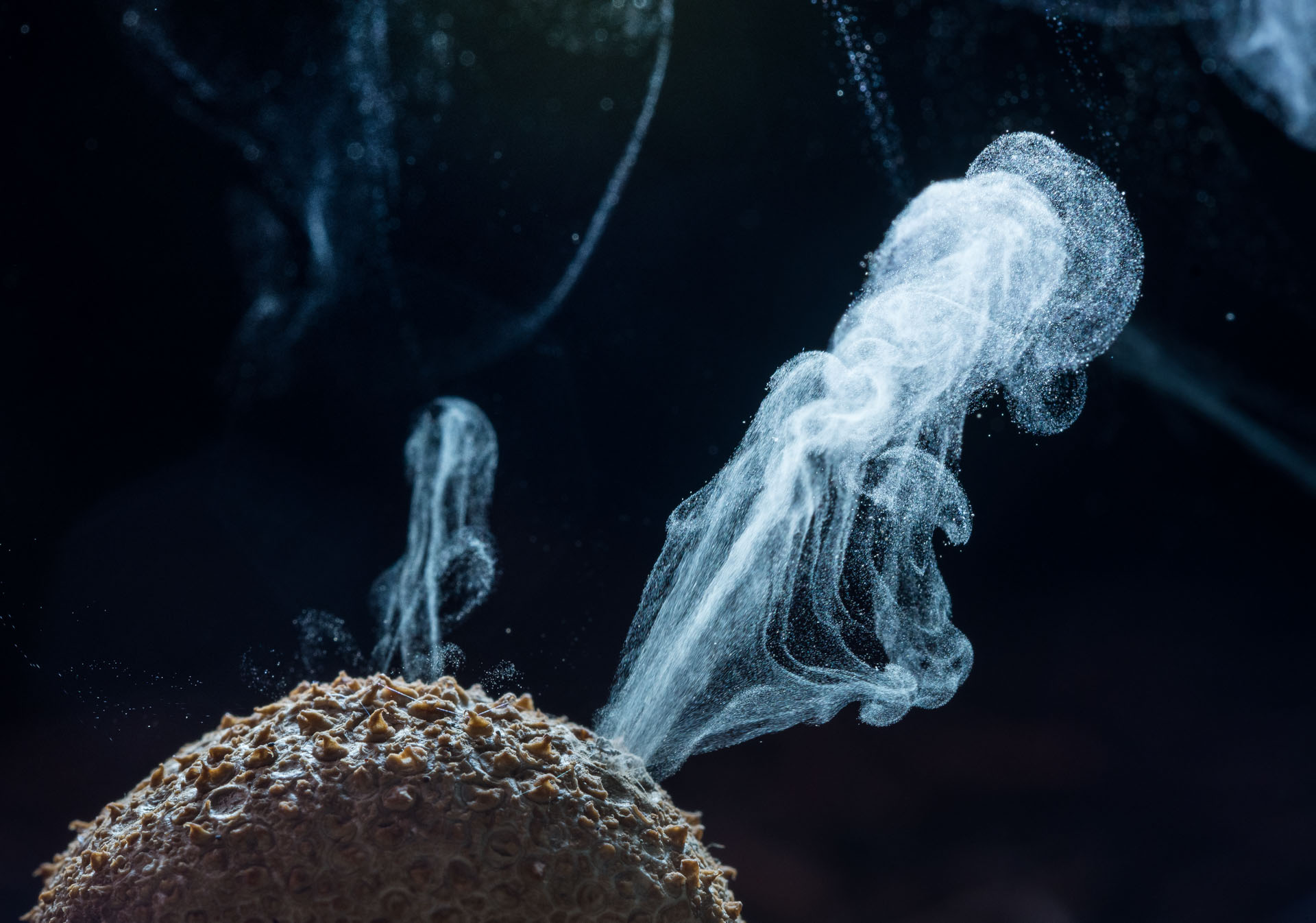 mushroom spray spores- Imre-Potyó-high-commended-plants-and-fungi-NPOTY Nature_Photographer_of_the_Year_Contest-Logo