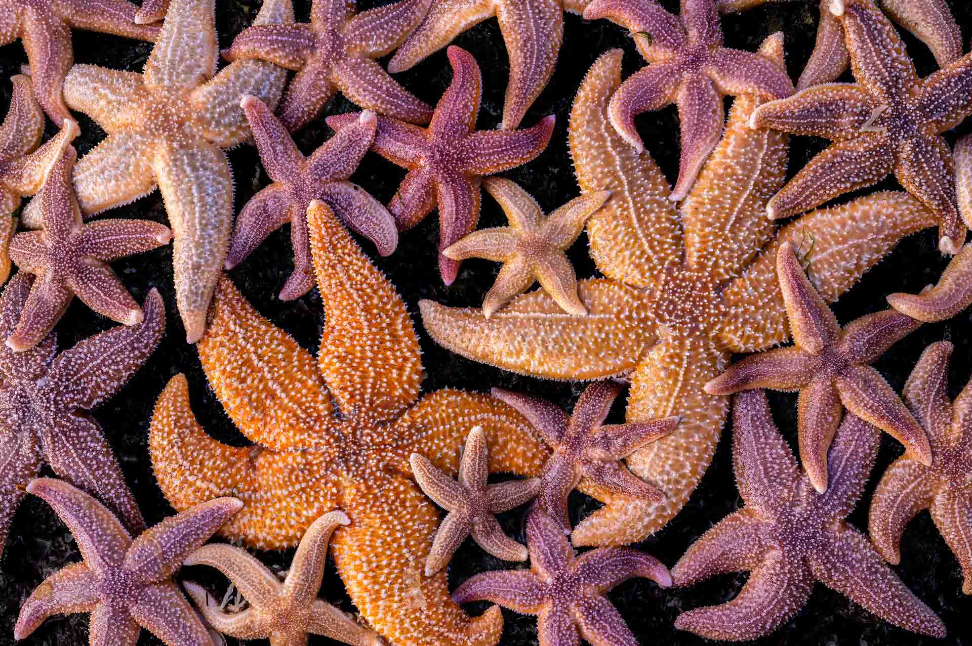 starfish-Franka-Slothouber-RUNNER-up-lage-landen-NPOTY Nature_Photographer_of_the_Year_Contest-Logo