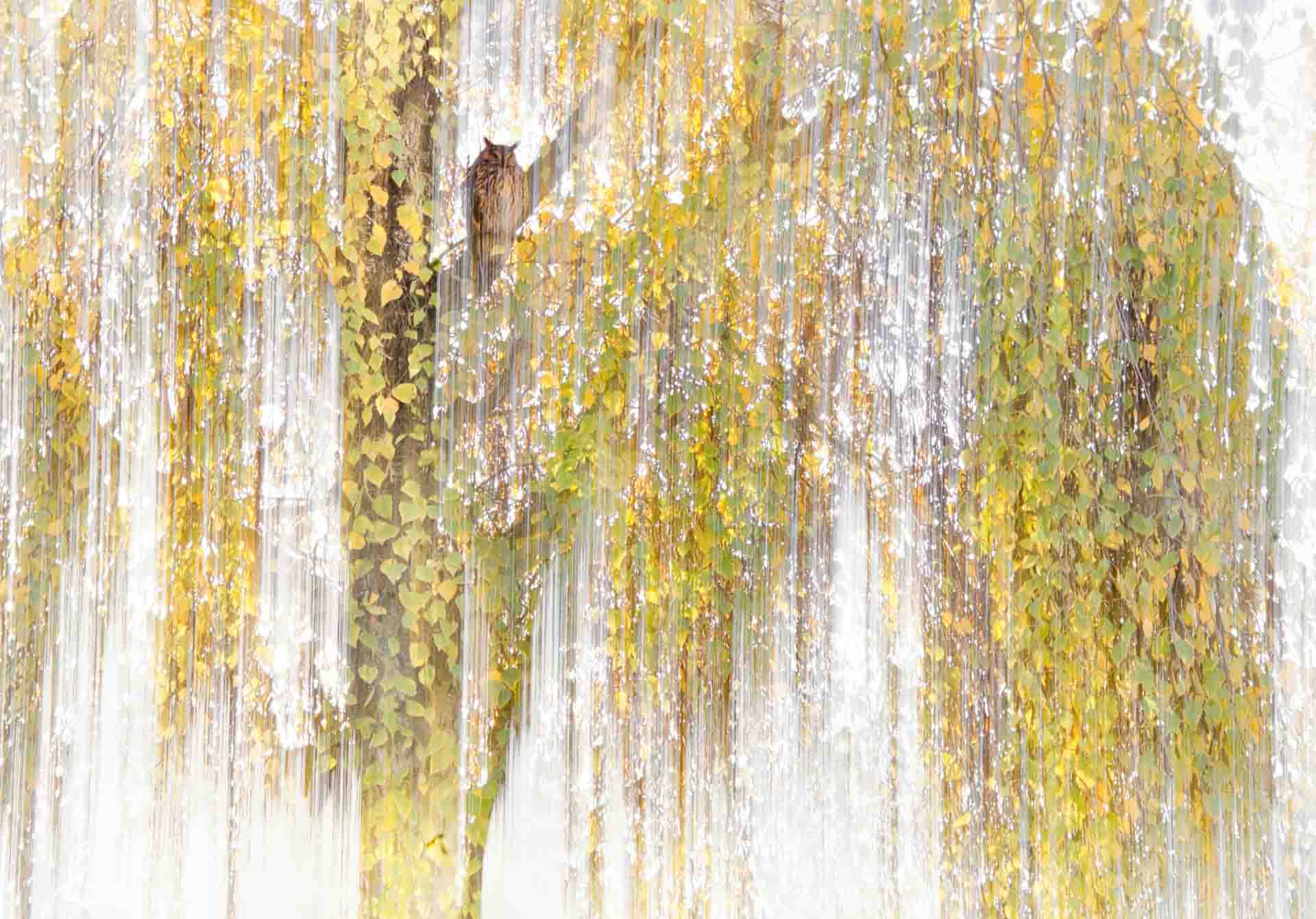NPOTY photo contest 2023-The owls birch-Anton Trexler-runnerup-c12-youth Nature_Photographer_of_the_Year_Contest-Logo