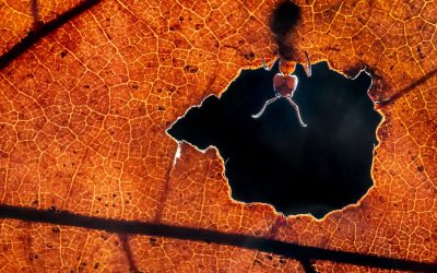 Interview with Nature Photographer Alex Pansier