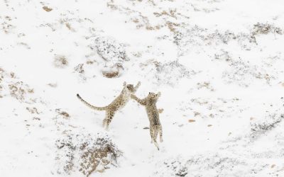 Interview with Paolo Della Rocca, Nature Photographer of the Year 2024