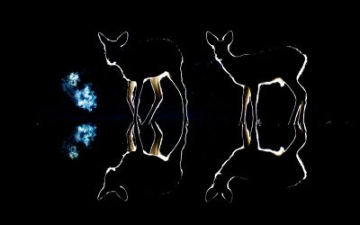 Interview with Géza Attila Szabó, NPOTY winner of the People’s Choice Award 2024