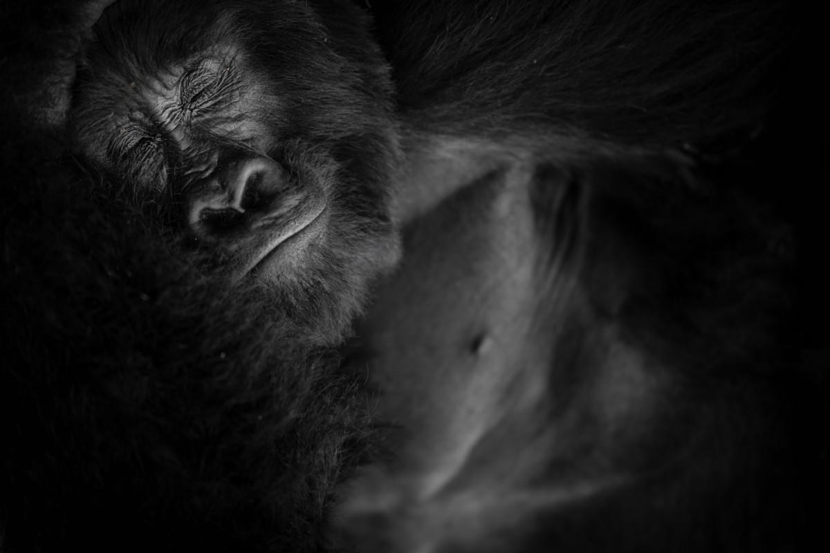 Nature_Photographer_of_the_Year_Contest-Logo