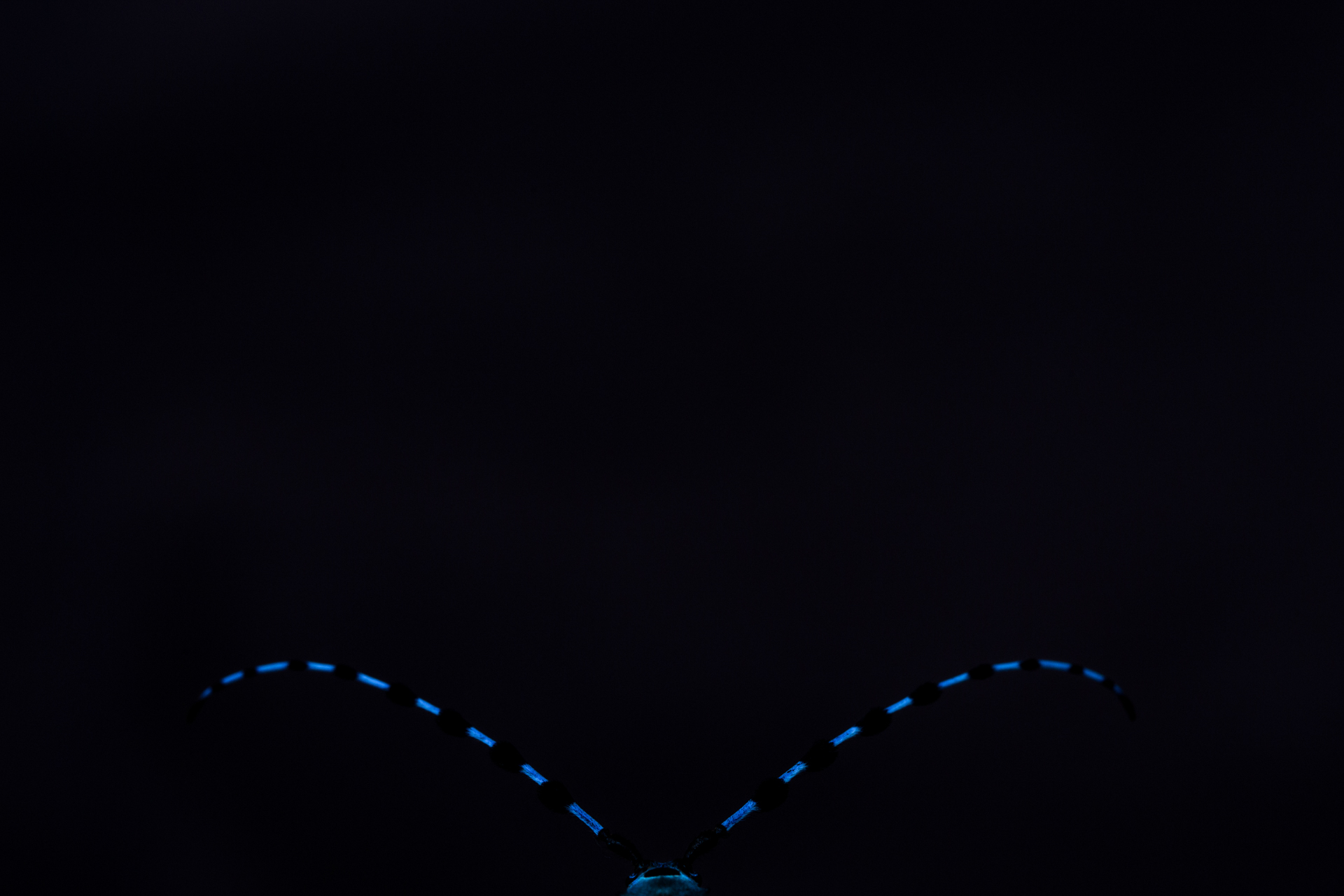 RU_112666_Craig_Parry_Contact_with_the_Dwarf_Minke