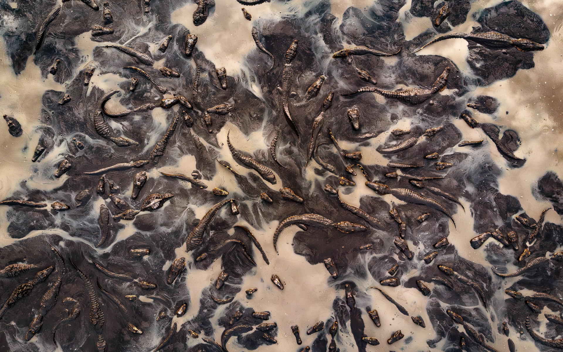 HC_109875_Paulien_Bunskoek_Ant_in_strange_landscape